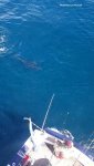 Contender-on-Fish-2